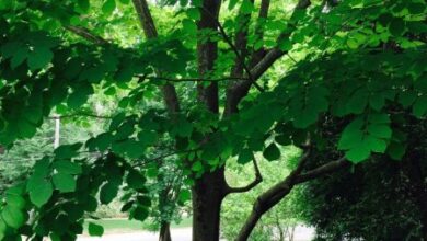 Photo of Cuidados com a planta Cladrastis kentukea ou Yellowwood