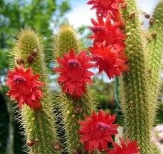 Photo of Cuidados com a planta Cleistocactus samaipatanus ou Borzicactus samaipatanus