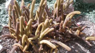 Photo of Cuidados com a planta Cleistocactus winteri ou Borzicactus roseiflorus