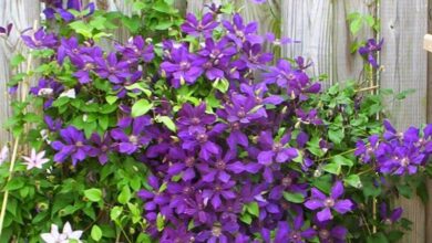 Photo of Cuidados com a planta Clematis vitalba ou Hedge Clematis