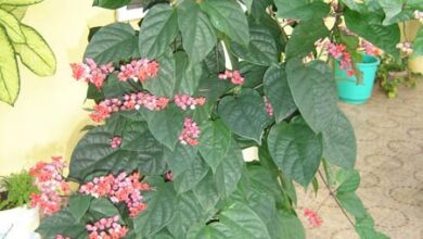 Photo of Cuidados com a planta Clerodendrum x speciosum ou Clerodendron