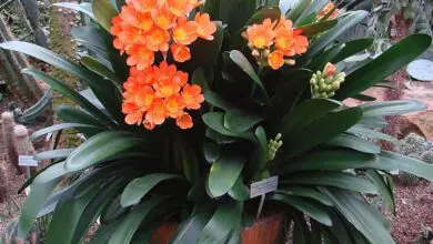 Photo of Cuidados com a planta Clivia miniata ou Clivia