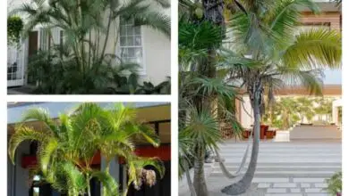 Photo of Cuidados com a planta Coco, coqueiro ou palmeira