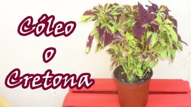 Photo of Cuidados com a planta Coleus blumei, Cóleo ou Cretona