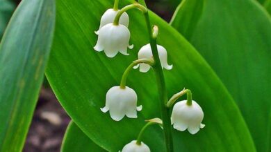 Photo of Cuidados com a planta Convallaria majalis, Lírio do vale ou Lírio do vale