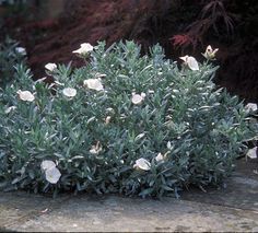 Photo of Cuidados com a planta Convolvulus cneorum ou Silver Bell