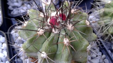 Photo of Cuidados com a planta Copiapoa grandiflora ou Copiapoa de flor grande