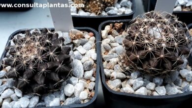 Photo of Cuidados com a planta Copiapoa humilis ou Humildito