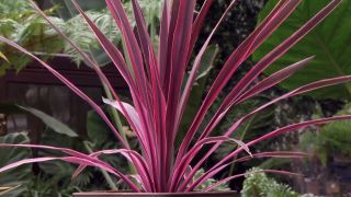 Photo of Cuidados com a planta Cordyline australis, Cordiline ou Dracena