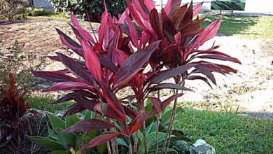 Photo of Cuidados com a planta Cordyline fruticosa, Dracena ou Polinésia