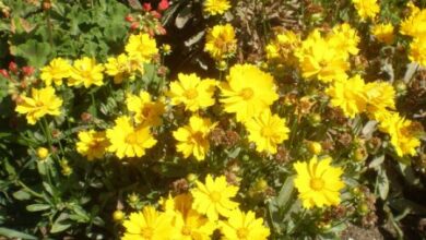 Photo of Cuidados com a planta Coreopsis lanceolata ou Semiramis