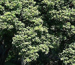 Photo of Cuidados com a planta Corynocarpus laevigatus ou louro da baía da Nova Zelândia