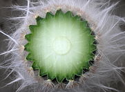 Photo of Cuidados com a planta Coryphantha cornifera ou Biznaga split horn