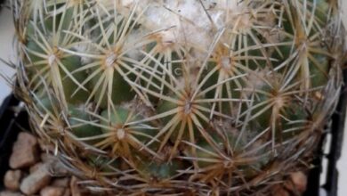 Photo of Cuidados com a planta Coryphantha pallida ou Chiche de coneja