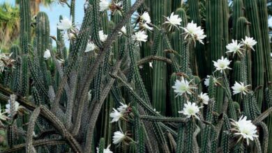 Photo of Cuidados com a planta Coryphantha sulcata ou elegante Biznaga split