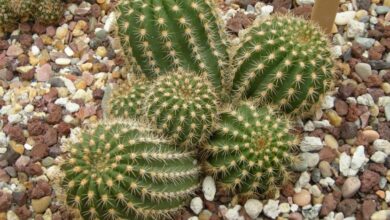 Photo of Cuidados com a planta Coryphantha werdermannii ou Biznaga split amacollada