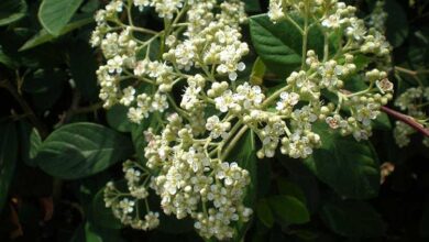 Photo of Cuidados com a planta Cotoneaster lacteus ou Griñolera lechosa