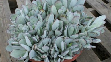 Photo of Cuidados com a planta Cotyledon orbiculata ou Cotyledon