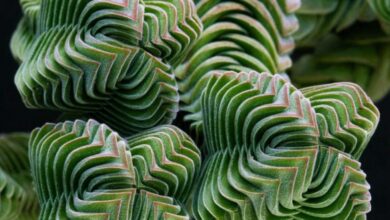 Photo of Cuidados com a planta Crassula Budas Templo do Buda Templo de Buda