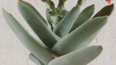 Photo of Cuidados com a planta Crassula falcata ou Sickles Crassula