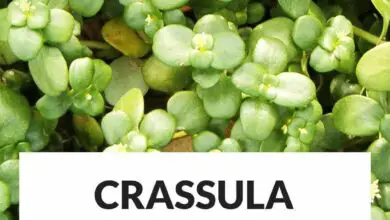 Photo of Cuidados com a planta Crassula multicava ou Crassula multicava