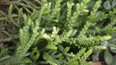 Photo of Cuidados com a planta Crassula muscosa, Crassula lycopodioides ou Pinitos