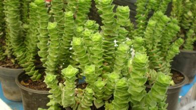 Photo of Cuidados com a planta Crassula perforata