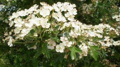 Photo of Cuidados com a planta Crataegus monogyna, Hawthorn ou Majuelo