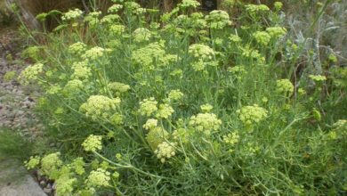 Photo of Cuidados com a planta Crithmum maritimum o Hinojo marino