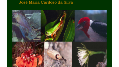 Photo of Cuidados com a planta Crotalaria agatiflora ou arbusto de aves das Ilhas Canárias