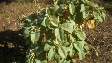 Photo of Cuidados com a planta Croton chilensis ou Higuerilla de Paposo