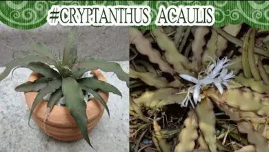 Photo of Cuidados com a planta Cryptanthus, Cryptanto ou Cryptantus