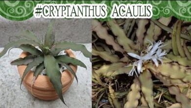 Photo of Cuidados com a planta Cryptanthus, Cryptanto ou Cryptantus