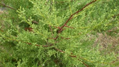 Photo of Cuidados com a planta Cupressus sargentii ou Sargent Cypress