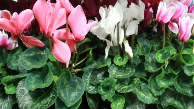 Photo of Cuidados com a planta Cyclamen persicum ou Ciclamen