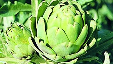 Photo of Cuidados com a planta Cynara scolymus ou Artichoke