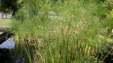 Photo of Cuidados com a planta Cyperus haspan ou Dwarf Papyrus