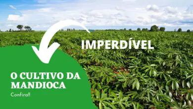 Photo of Cuidados com a planta da mandioca – Informações sobre o cultivo da mandioca