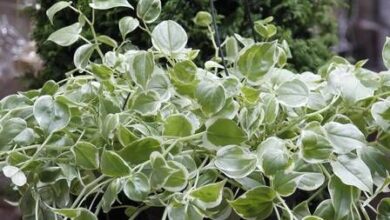 Photo of Cuidados com a planta da Peperomia ou umbigo da Terra