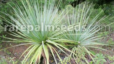 Photo of Cuidados com a planta Dasylirion glaucophyllum ou Sotol de Hidalgo