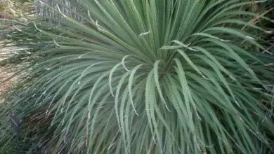 Photo of Cuidados com a planta Dasylirion serratifolium ou Tehuizote