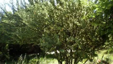 Photo of Cuidados com a planta de Acacia luederitzii ou Kalahari