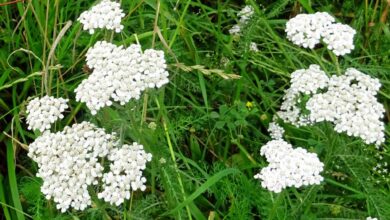 Photo of Cuidados com a planta de Achillea millefolium, yarrow ou Achillea