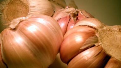 Photo of Cuidados com a planta de Allium neapolitanum ou alho branco