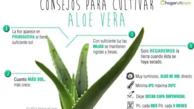 Photo of Cuidados com a planta de Aloe Ciliaris ou Aloe Vera