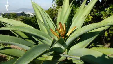Photo of Cuidados com a planta de Aloe thraskii ou Aloe de Costa