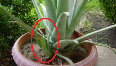 Photo of Cuidados com a planta de Aloe Vera