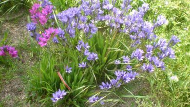 Photo of Cuidados com a planta de Babiana stricta ou Babiana