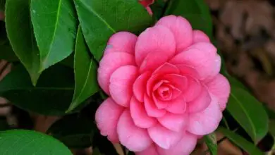 Photo of Cuidados com a planta de Camellia japonica ou com a planta de Camellia
