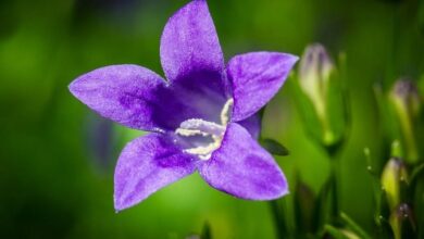 Photo of Cuidados com a planta de Campanula ou Campanilla